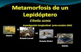 Metamorfosis lepidóptero