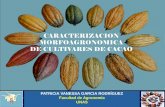 3 caracterización morfoagronómica de cultivares de cacao