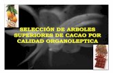 6 selección de arboles superiores y de calidad en cacao