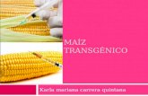 maíz transgénico