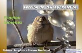 Fenelon gimenez leccion de perseverancia-4883-4883