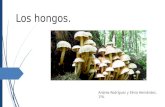 Los hongos (1)