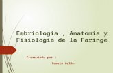 La Faringe: Embriologia ,Anatomia y Fisiologia (Otorrinolaringologia )