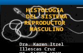 Histologia del Sistema reproductor masculino  2015