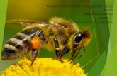 Que sustancias contiene la miel de abejas