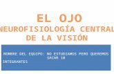 El ojo: III. Neurofisiología central de la visión