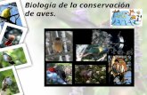 Biologia de la conservacion de aves