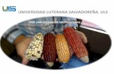 Bicarbonato de sodio en Cultivo de Pepino en Universidad Luterana Salvadoreña