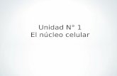 Nucleo celular 3
