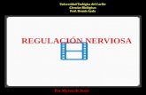 Regulación nerviosa