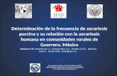Prevalencia y análisis molecular de ascariosis en porcinos y humanos en comunidades rurales del estado de guerrero, méxico