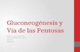 Curso Bioquímica 17-Gluconeogénesis y Via de las Pentosas