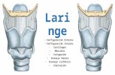 Anatomía de la Laringe (Vasos, Nervios, Cartilagos, Musculos)