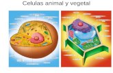 Celulas animal y vegetal