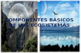 Componentess basicos de los ecosistemas