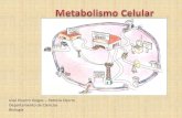 Metabolismo celular enzimas transporte y membrana