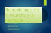 neurobiologa de la neuronay la neuroglia-NORANY GALVIS