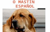 Can mastín español