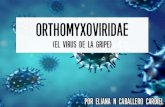 Virología - Orthomyxoviridae (El virus de la gripe)