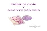 Embriología y Odontogénesis
