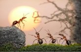 Las hormigas arrieras expotita