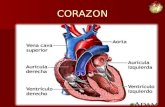 Diapositiva del corazon 2