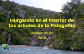 Wcs áRboles De Patagonia Ricardo Muza
