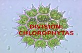 Algas verdes - Divisió Chlorophytas