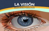 La Visión: Anatomo-Fisiología (Teoría de la Imagen)