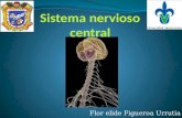 1 sistema nervioso central