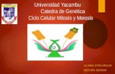 Ciclo Celular Mitosis y Meiosis