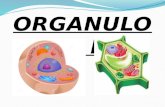 Orgánulos I: Sin membrana