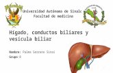Hígado, conductos biliares y vesícula biliar