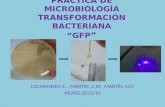 Práctica de microbiología transformación bacteriana