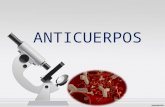 Anticuerpos (inmunoglobulina)
