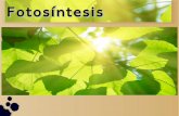 Presentación fotosíntesis