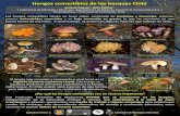 Poster Hongos Comestibles de Chile