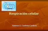 Respiracion celular1