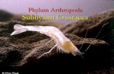 Subphylum Crustacea: Clase Branchiopoda Laboratorio