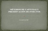 Métodos de captura de insectos 2015