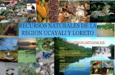 Recursos naturales-de-la-region-ucayali-y-loreto