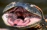 Lendas da Amazônia: Cobra Grande e Uirapuru