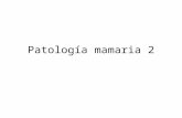 Patología mamaria 2