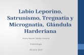 Saturnismo, Labio Leporino, Tregnatia y Micrognatia, Glándula Tiroides - Embriología
