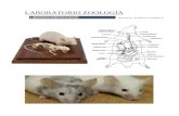 Anatomía mamíferos (ratón laboratorio)