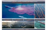 Derrame de petróleo en en el Golfo de Mexico