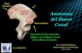 Anatomía Hueso Coxal