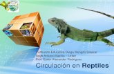 Circulación en reptiles