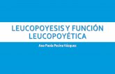 Leucopoyesis y función leucopoyética