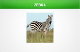 Prezentazioa zebra